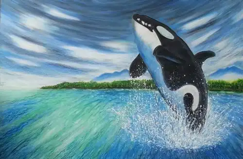 艺鱼特展   虎鲸