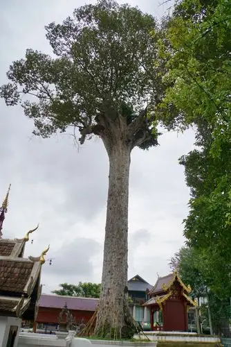 2018泰国游:古城庙宇 丫丫设计大象 甜品店 周日夜市(2018/07/29第