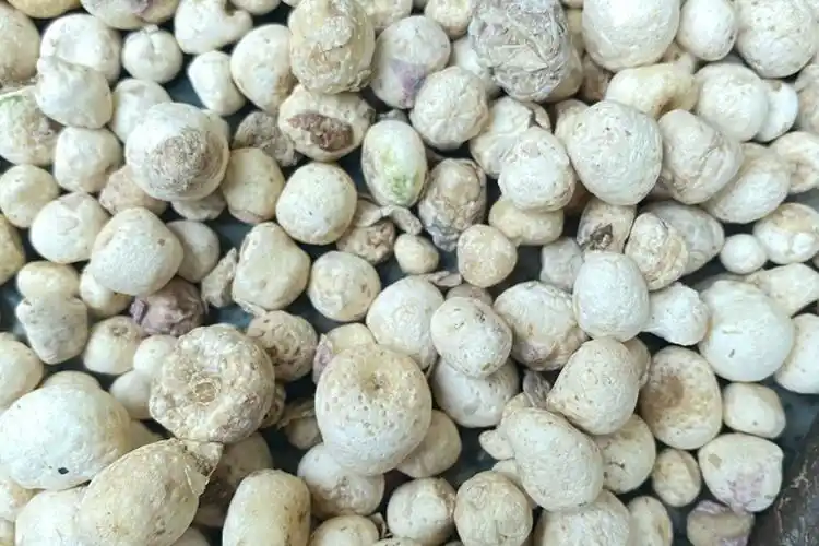 甘肃西和县旱半夏货源不丰农户惜售