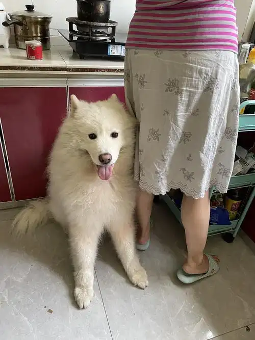 从小养大的萨摩耶跟自己不亲