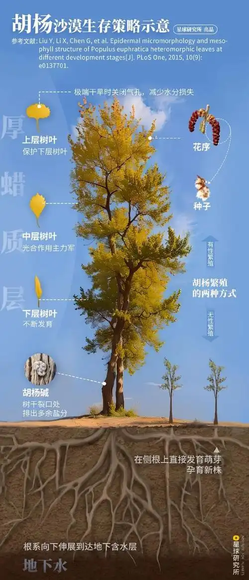 摄影师|塔克拉玛干|沙漠_新浪新闻