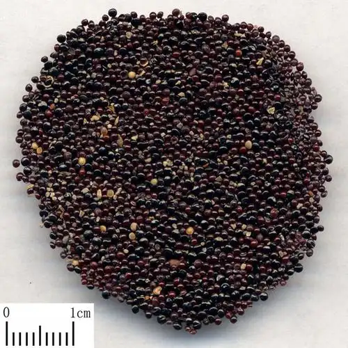 供应优质绿化苗木种子 鸡冠花种子 鸡冠花种子价格 播种技术