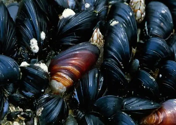 common mussel