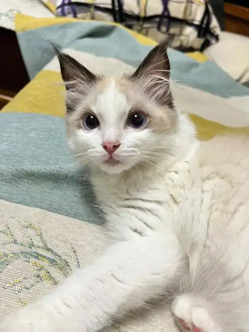 布偶的尴尬期有多长