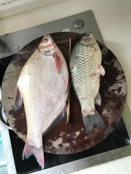 太湖里面的一斤七八两的大鳊鱼,大热天也值了,清蒸味道棒棒哒