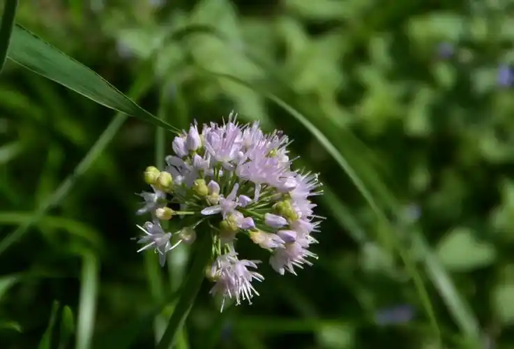 中药山韭菜首发