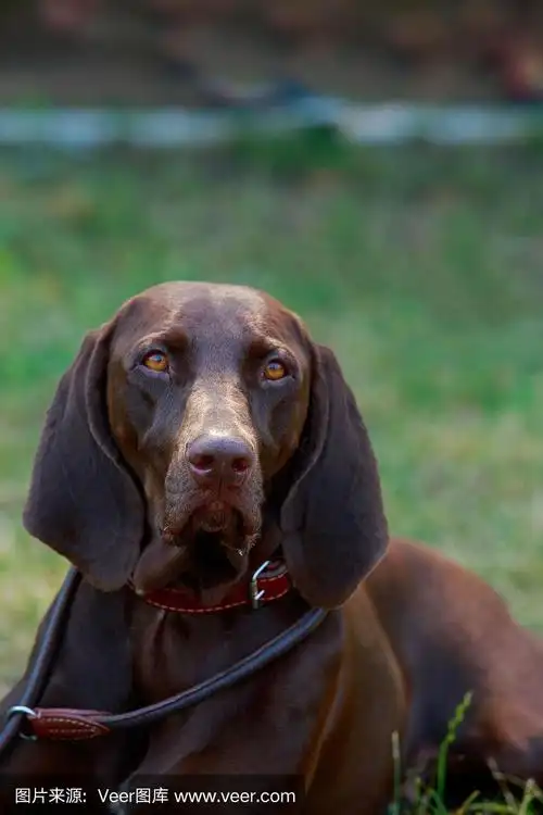德国短毛犬,舌头,户外,夏天,绿色
