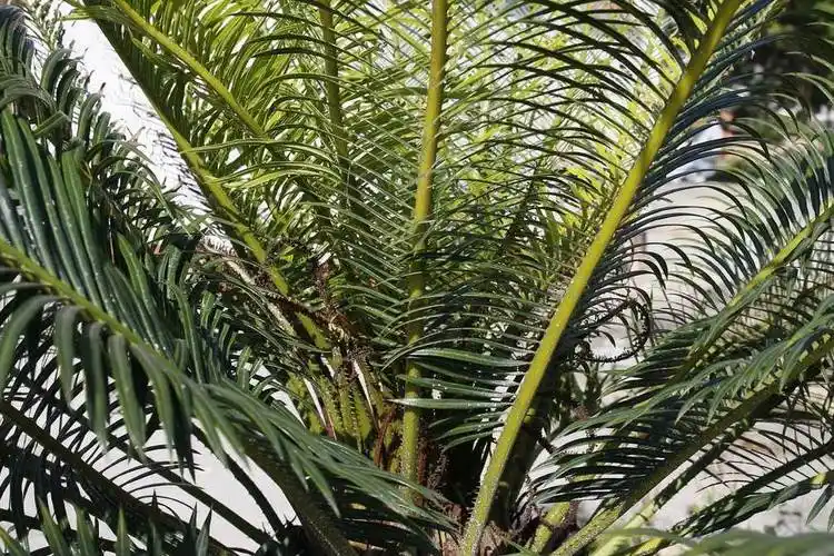 2,苏铁属在生物分类学上是苏铁目中苏铁科的唯一属苏铁,又称为铁树