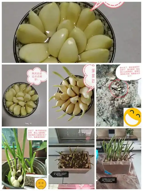 种下一粒籽,收获一份爱—清苑三小二四班生活实践课