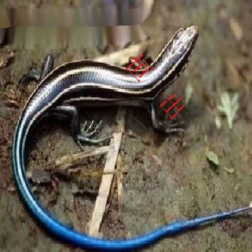 达泽侠人工繁殖蛙眼守宫蜥蜴新手入门宠物守宫蜥蜴可爱温 瑕疵守宫