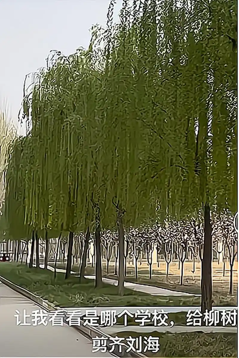 二月春风似剪刀,谁这么有创意,给柳树剪了齐流海.