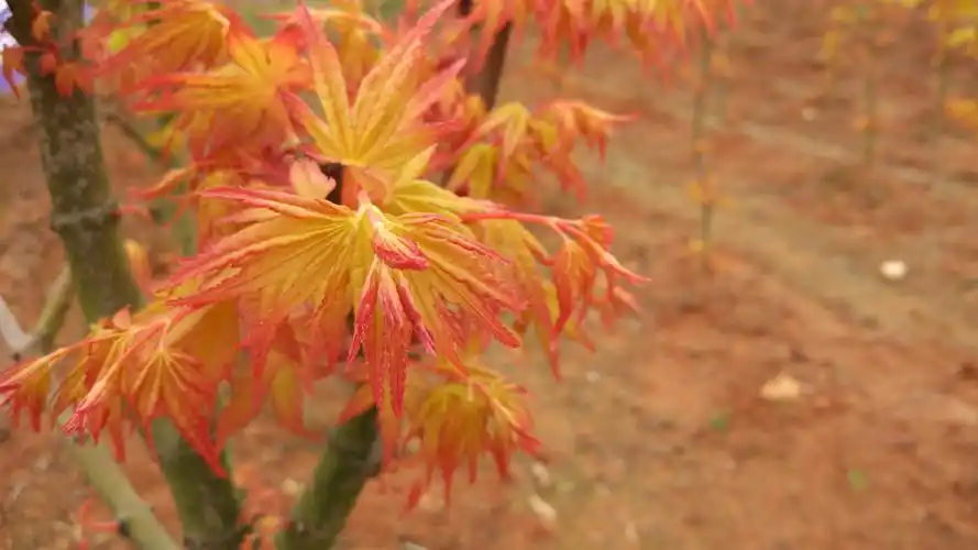 红枫主要品种日本红枫橙之梦三季红红舞姬