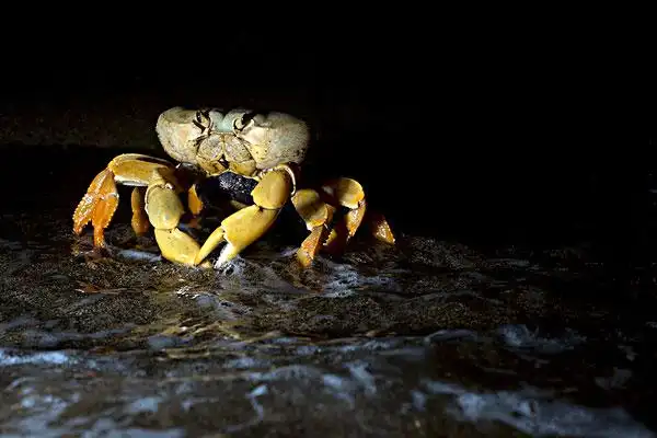 陆地,螃蟹,雌性,产卵,海浪,线条,夜晚,东北方,湾,岛屿