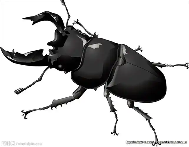 昆虫系列锹形虫黑色
