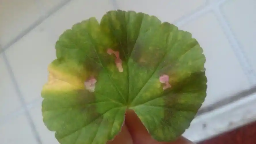 谁知道图片天竺葵叶子变黄有斑这是什么病?怎么治?感谢感谢!