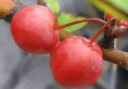 海棠果可以泡酒吗海棠果怎么泡酒