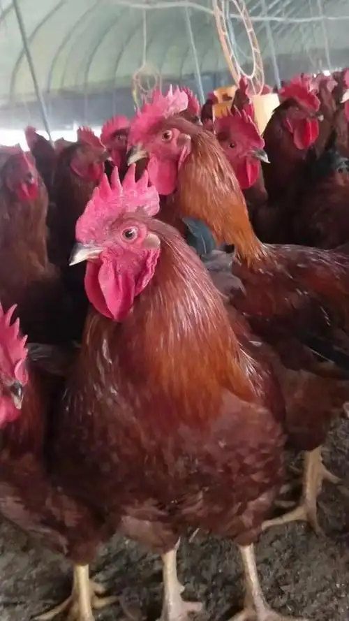 区九斤红种鸡场主营产品:佳红鸡苗,红玉鸡苗,九斤红鸡苗,红玉公鸡苗