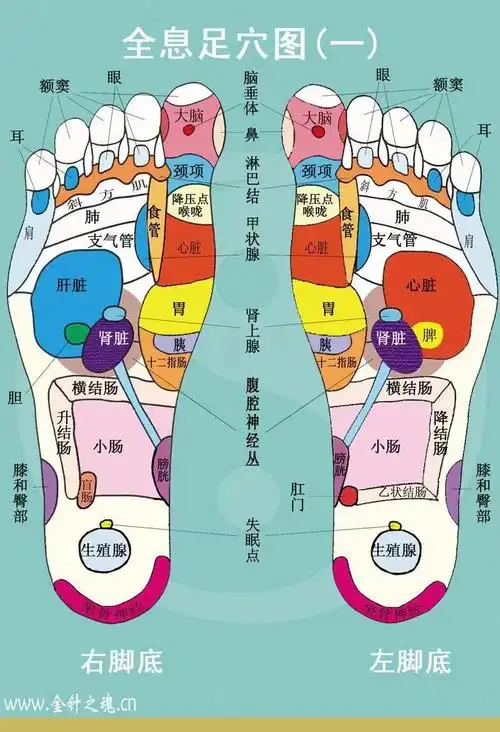 足部反射区图