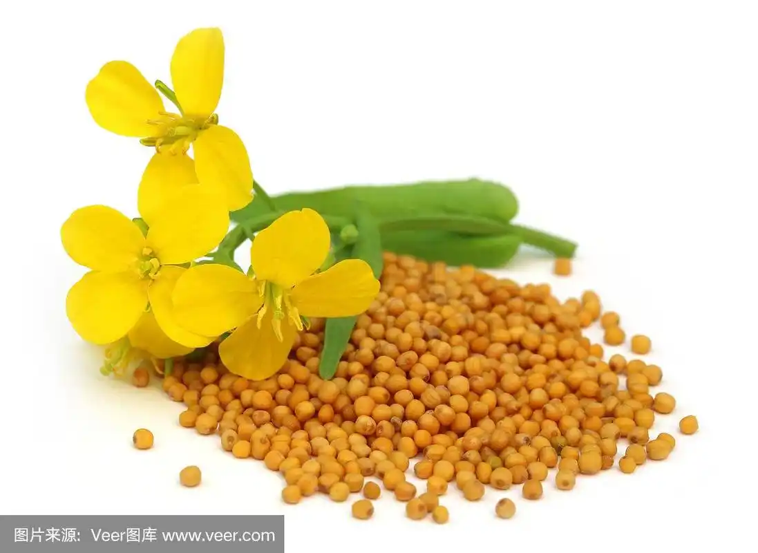 一堆芥菜籽,上面有芥菜花