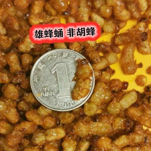 雄蜂蛹 野生蜂蛹油炸蜂蛹即食蜂场自产雄蜂蛹蜜蜂幼虫 350只/每份