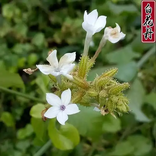 5件包邮野生中草药材白花丹 一见消 火灵丹 猛老虎 白花岩陀
