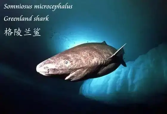 格陵兰鲨寿命400年找对象要到156岁