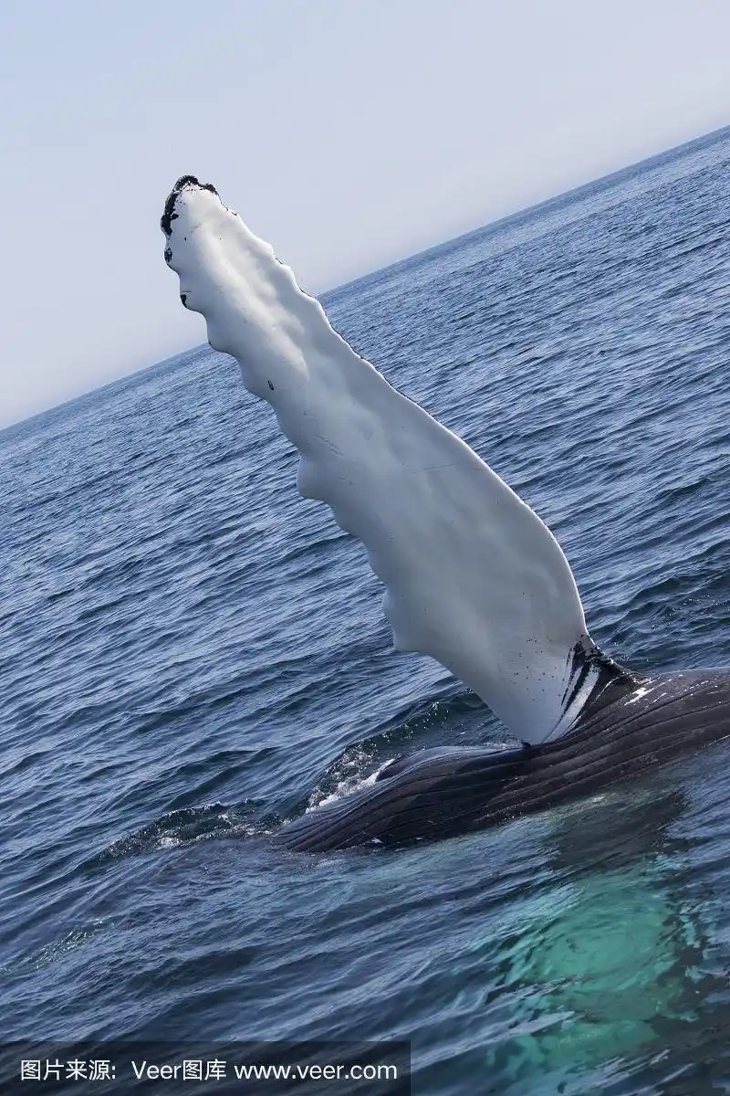 座头鲸,鳍,鱼胸鳍,生物学,濒危物种