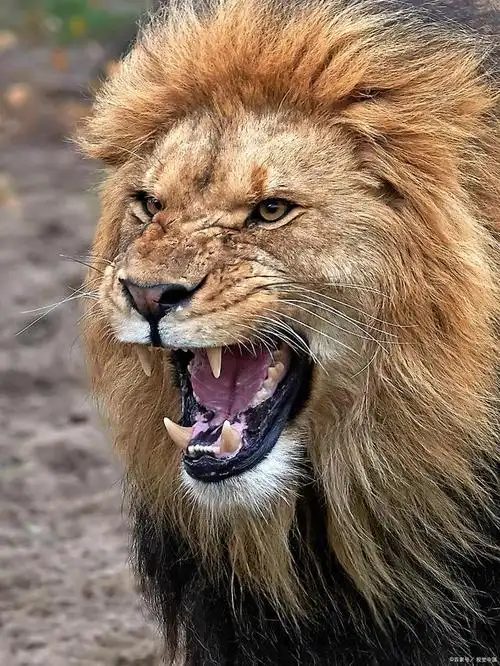 狮子(学名:panthera leo)是一种体型巨大,肌肉发达的食肉动物,是猫科