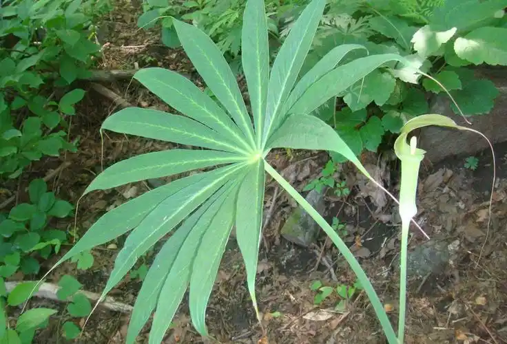 schott):是天南星科,天南星属的植物.