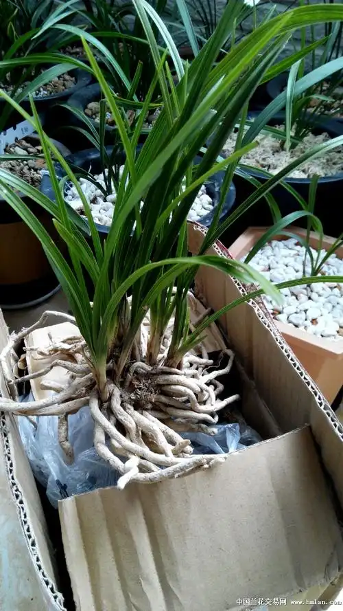 下山矮蕙-蕙兰篇-中国兰花交易网社区