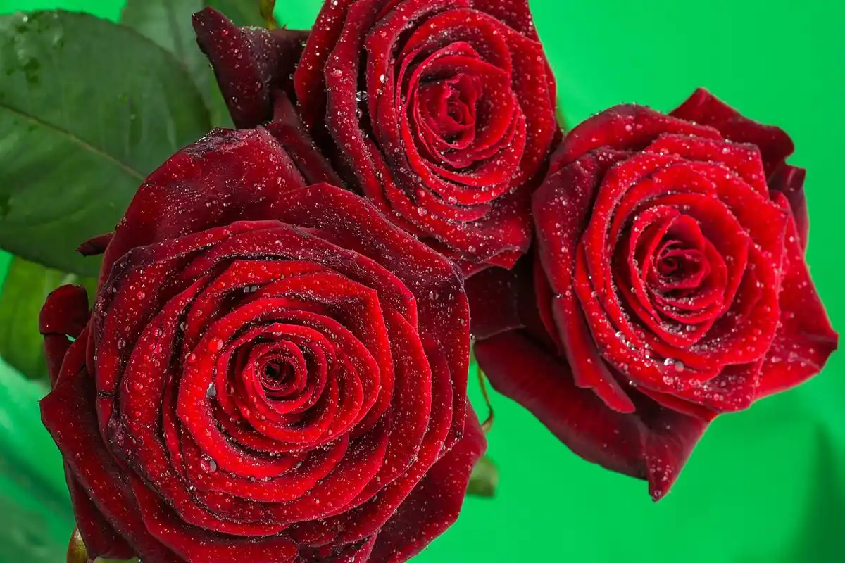 爱情就是最美的玫瑰花,只有雨露滋润才能开得鲜艳.