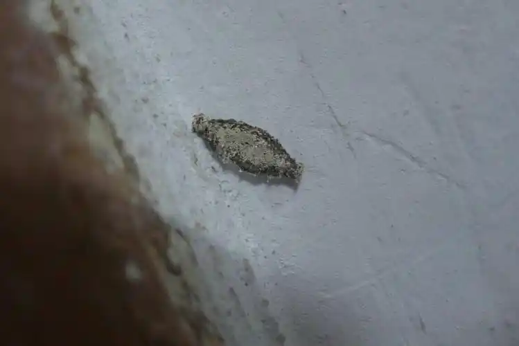 状物或网状物(称为筒巢)内,在墙壁上可见到一个黏着水泥的纺锤形丝袋