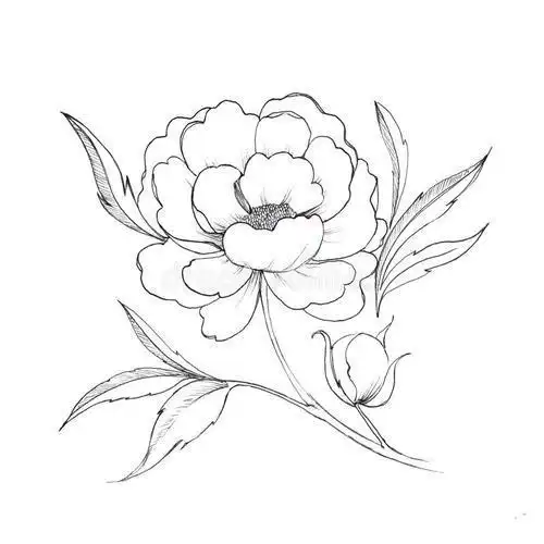 白牡丹的简笔画牡丹花素描简笔画图片手绘牡丹花简笔画图片大全手绘