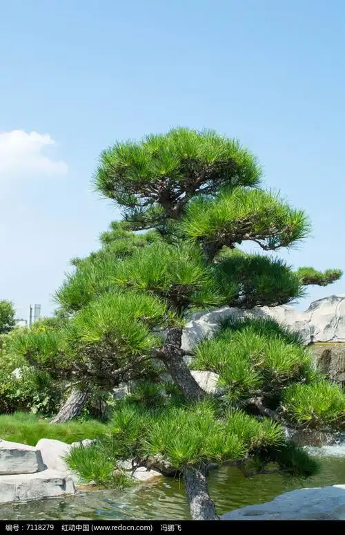 长青松树