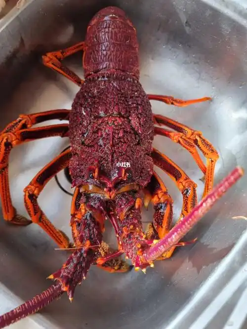 3公斤的大龙虾