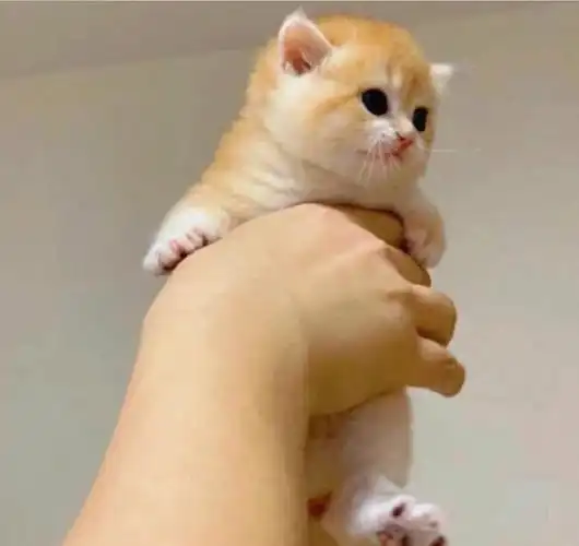 金渐层幼猫已经有两个多月啦,弟弟妹妹都有哦,爱