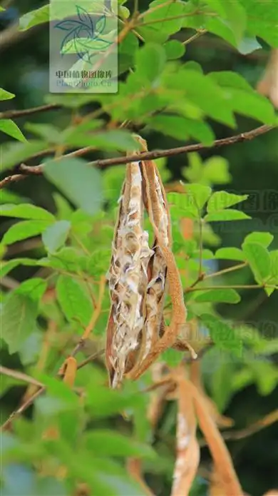 这是什么灌木的果实呀?