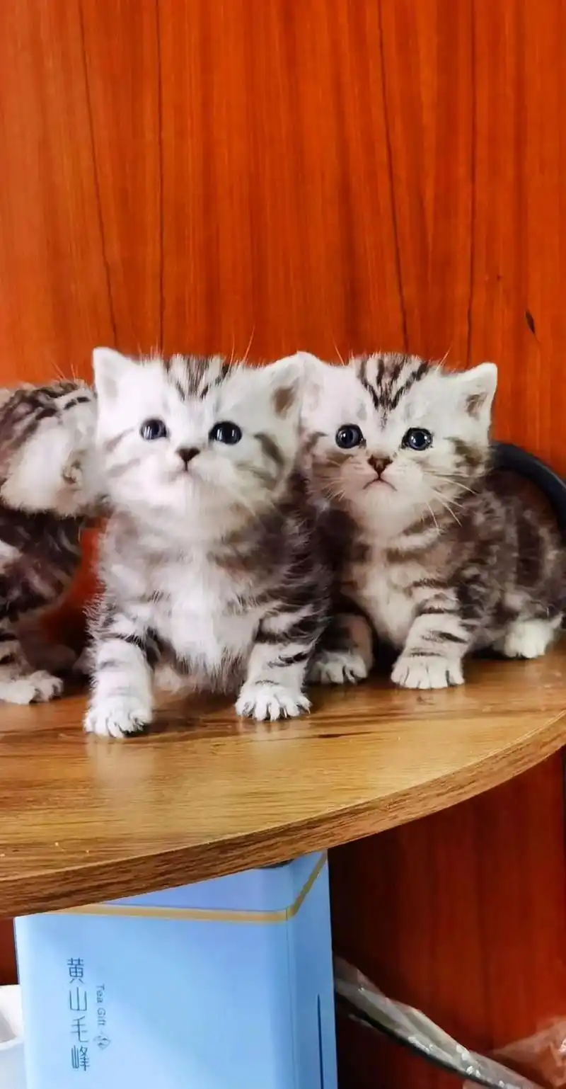 美短虎斑猫幼崽.猫掉毛少,五短品相,川字蝴蝶纹,眼睛琥珀色, - 抖音