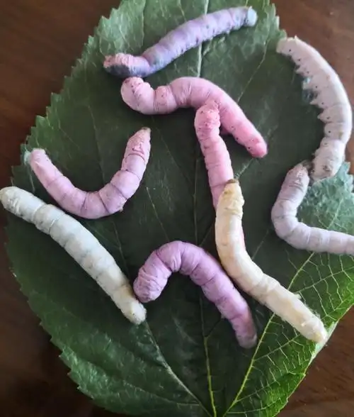 蚕宝宝慢慢长大,喂食涂有彩色饲料的桑叶,蚕宝宝变成了彩色的.
