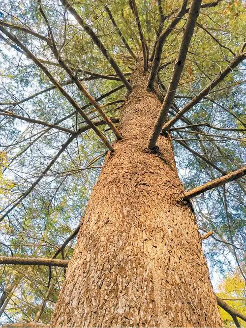 科普组图·树木传奇丨沙松:东北最高大的树