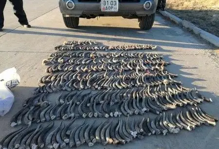 内蒙古边检站查获野生黄羊角584支