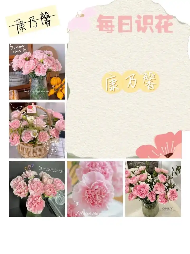 粉色康乃馨.花语:"永远美丽,年轻",还有"我永远不会忘了你 - 抖音