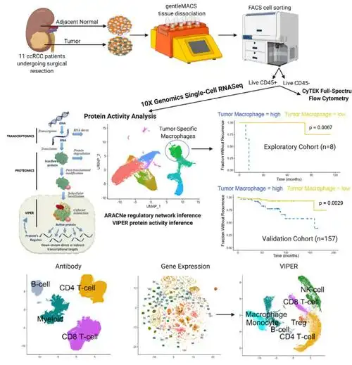 单细胞 rna 测序揭示与肾透明细胞癌复发相关的巨噬细胞亚群