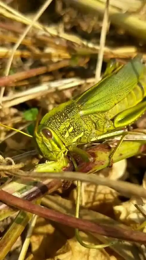 野生油蚂蚱正在吃豆子的根.