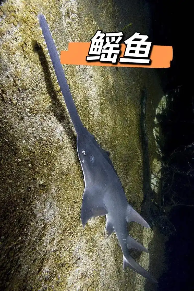 萌知计划 鳐鱼是多种扁体软骨鱼的统称,分布于全世界大部分水 - 抖音