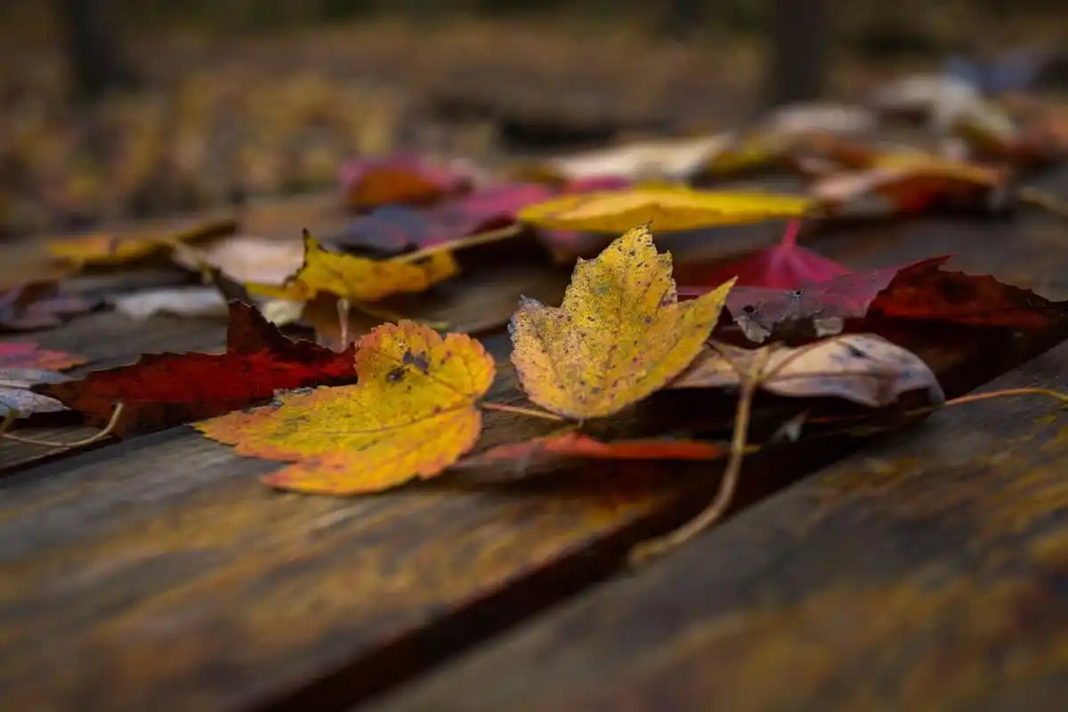 片片落叶随风飘下.李文静 摄