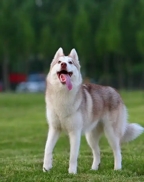 【漂亮的红色哈士奇】