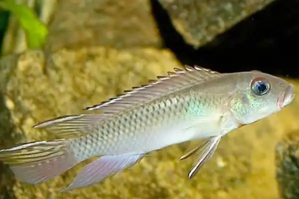 白玉凤凰,你了解多少?让我们一起来看一下吧