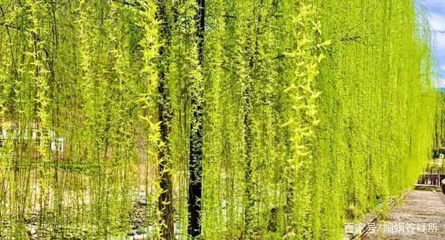 柳树是怎么传播种子的