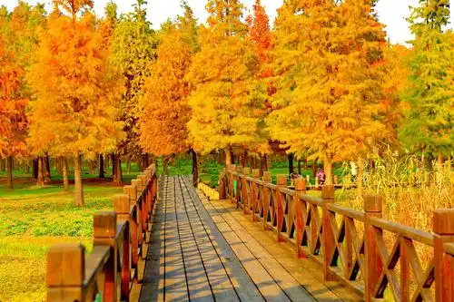 秋景— 走进水上森林